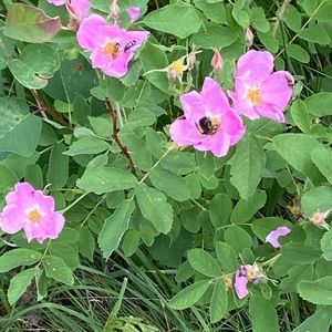 Meet your Posher, Yasmin